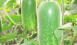 瓜哥吃瓜昆虫图片高清,高清图鉴揭秘昆虫世界