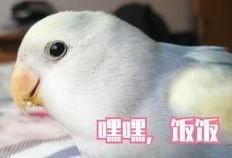 牡丹鹦鹉吃瓜,瓜果乐园探秘