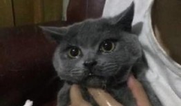 猫吃瓜辣椒的反映,瓜果中的辣味冒险