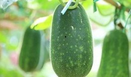 现在的新鲜吃瓜,揭秘娱乐圈最新鲜的“瓜”料