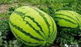 吃安徽广德瓜,安徽特色美食之旅