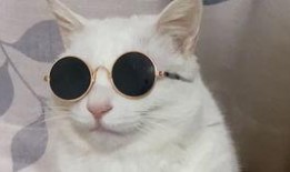 道具吃瓜狐狸,揭秘神秘道具背后的奇幻之旅