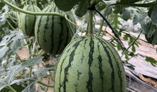 网红421吃瓜,揭秘娱乐圈背后的惊人真相