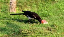 怎么预防喜鹊吃瓜