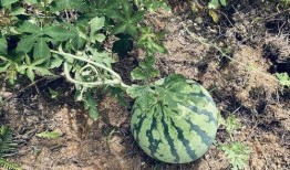 德胜园吃瓜,探寻老北京传统美食的魅力
