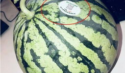 网红421吃瓜,揭秘娱乐圈背后的惊人真相