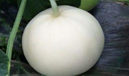 月子期可以吃梨瓜吗,助力产后恢复