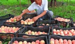 顺平县吃瓜,瓜果飘香，品味田园生活