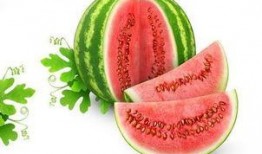 枫与玲吃瓜,枫与玲的瓜田奇遇记