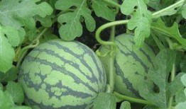 青皮瓜孕妇可以吃吗