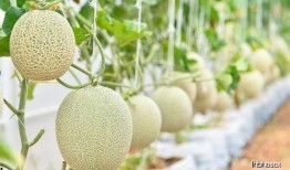 众祸吃瓜,揭秘网络舆论场的狂欢与反思