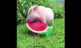 道具吃瓜猪,揭秘神秘道具背后的神奇力量