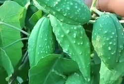 吃瓜欣欣子,揭秘娱乐圈背后的故事