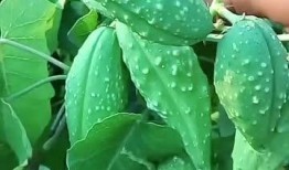 吃瓜欣欣子,揭秘娱乐圈背后的故事