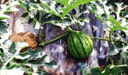 吃瓜小六子,揭秘娱乐圈背后的那些事儿