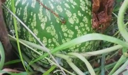 好像有瓜吃,好像有瓜吃，真相大曝光！