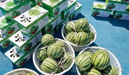 吃瓜欣欣子,揭秘娱乐圈背后的故事