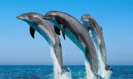 海豚吃瓜表情包,萌动海洋的欢乐瞬间