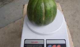 青皮瓜孕妇可以吃吗