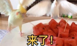 青玄吃瓜,揭秘娱乐圈背后的那些事儿