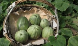 小时候吃烤瓜,那香烤瓜的甜蜜滋味