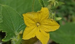 吃瓜的花碎花,探寻吃瓜者的趣味人生