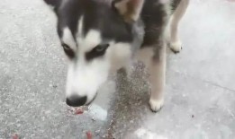 犬夜叉哈士奇吃瓜