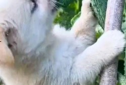 狗吃瓜的搞笑视频