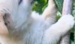 狗吃瓜的搞笑视频