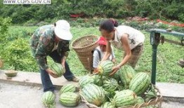 吃瓜的重庆人,麻辣鲜香里的市井生活