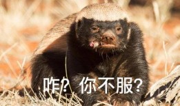 带你吃瓜平头哥神剧,揭秘平头哥神剧背后的故事与魅力