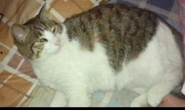 猫咪吃瓜被噶,瓜皮成“杀手”引发关注