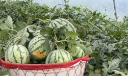 怎么吃拉瓜,解锁美味吃法，尽享拉瓜盛宴