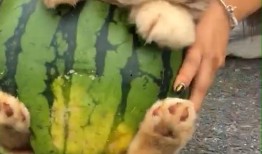 道具狗吃瓜,揭秘道具狗的趣味生活