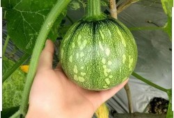 小曹吃瓜,揭秘娱乐圈那些不为人知的幕后故事