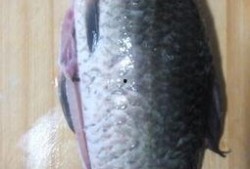 大瓜吃鲫鱼,鲫鱼新吃法，美味与营养并存