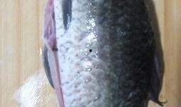 大瓜吃鲫鱼,鲫鱼新吃法，美味与营养并存