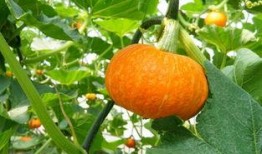 如何改变吃瓜文化