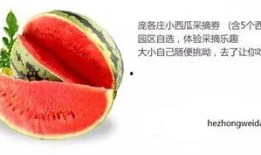 没味吃瓜,没味吃瓜的奇妙之旅