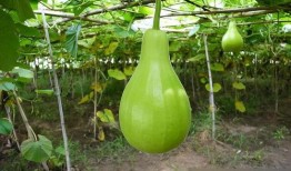 葫芦瓜吃中毒吗,食用需谨慎