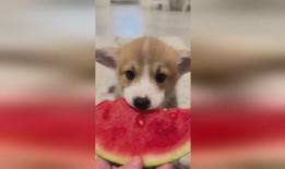 道具狗吃瓜,揭秘道具狗的趣味生活