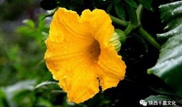 吃瓜的花碎花,探寻吃瓜者的趣味人生