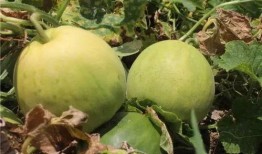 吃瓜的果肉,揭秘吃瓜果肉的奥秘与魅力