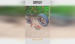 吃瓜陷阱,网络舆论背后的真相与误区