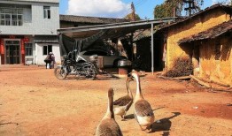 吃瓜鹅公司,揭秘网红食品背后的商业奇迹