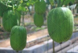 短水瓜 怎么吃,探索美味与健康的完美结合