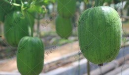 短水瓜 怎么吃,探索美味与健康的完美结合