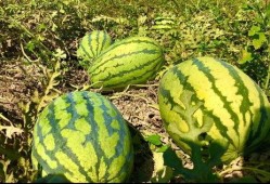 小康吃瓜视频在线观看,带你领略网络短视频的魅力