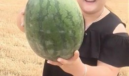 地里吃瓜怎样形容,探寻乡村生活的甜蜜滋味