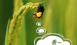 吃瓜的小鸟光遇,吃瓜小鸟带你探索神秘幻境